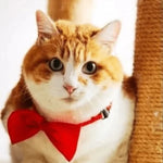 Collar con Pajarita Elegante FURLUXE™ | Accesorio Premium para Perros y Gatos
